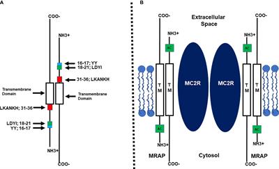 Hypothesis and Theory: Evaluating the Co-Evolution of the Melanocortin-2 Receptor and the Accessory Protein MRAP1